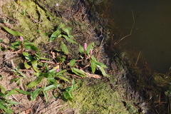 Persicaria amphibia