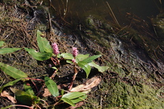 Persicaria amphibia