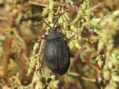 Galeruca artemisiae