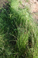 Eleocharis