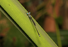 Indolestes tenuissimus