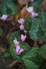 Cyclamen