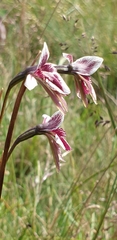 Diuris venosa