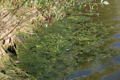 Persicaria amphibia