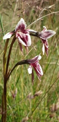 Diuris venosa