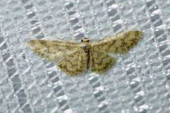 Idaea auricruda