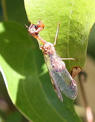 Austromantispa