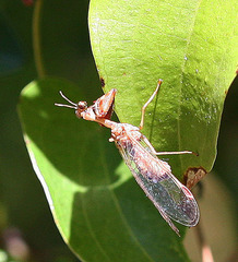 Austromantispa