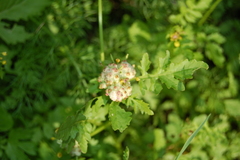 Rorippa palustris