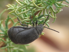 Galeruca artemisiae