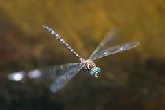 Austroaeschna pinheyi