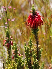 Erica monadelphia