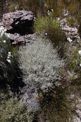 Seriphium cinereum