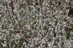 Seriphium cinereum