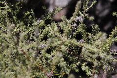 Seriphium cinereum