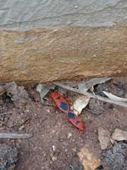 Probergrothius sanguinolens