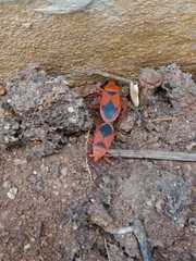 Probergrothius sanguinolens