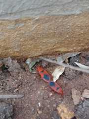 Probergrothius sanguinolens