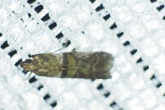 Conobathra tricolorella