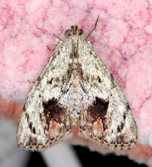 Enchesphora recurvalis