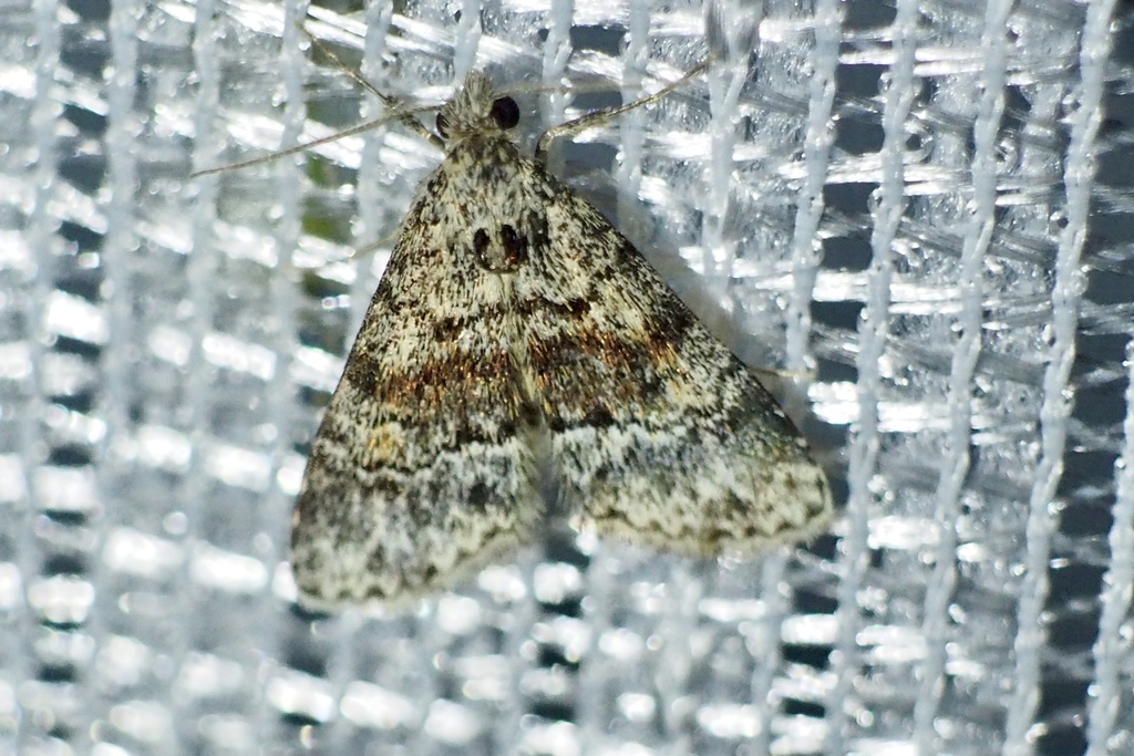 Paragona cleorides