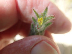 Gnidia humilis