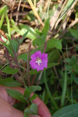 Epilobium hirsutum