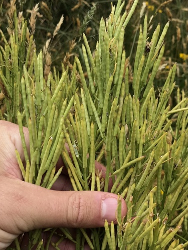 Barbarea grayi