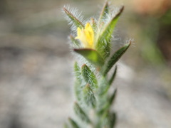 Gnidia humilis
