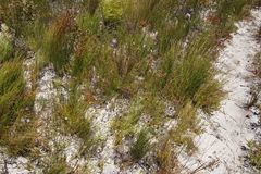 Erica pulchella