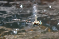 Austroaeschna pinheyi