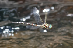 Austroaeschna pinheyi