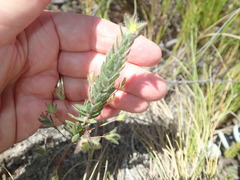 Gnidia humilis
