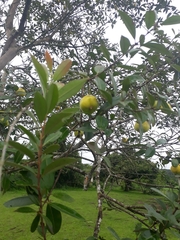 Eugenia
