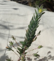 Gnidia humilis