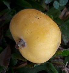 Eugenia
