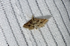 Diasemia accalis