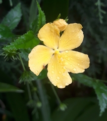 Angiospermae