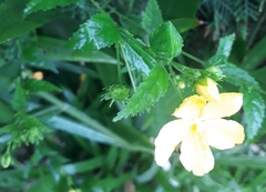 Angiospermae