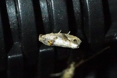 Eudemis gyrotis