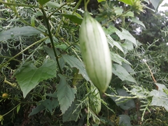 Cucurbitaceae