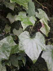Cucurbitaceae
