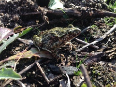 Pelodytes atlanticus