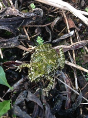 Pelodytes atlanticus