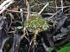 Pelodytes atlanticus