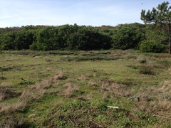 Pelodytes atlanticus