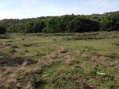 Pelodytes atlanticus