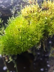 Bryophyta