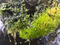 Bryophyta