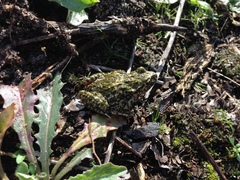 Pelodytes atlanticus